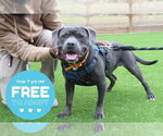 Small #15 American Pit Bull Terrier