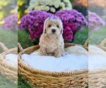 Litter of 3 - Female Havanese-Maltipoo (Miniature) MixLitter of Puppies for Sale - Photo #9