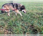 Small #1 German Shepherd Dog-Huskies  Mix