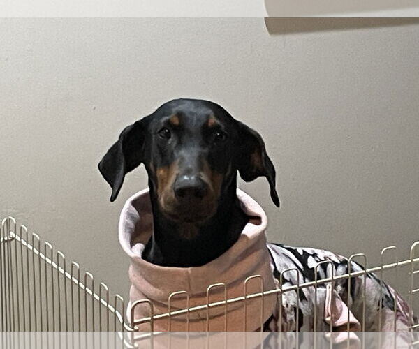 Medium Photo #8 Doberman Pinscher Puppy For Sale in Minneaoplis, MN, USA
