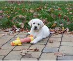 Puppy Woody Labrador Retriever