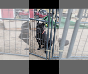 Mother of the Cane Corso puppies born on 03/14/2025