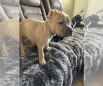 Small Photo #22 American Pit Bull Terrier Puppy For Sale in TACOMA, WA, USA