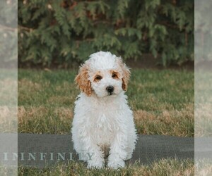 Poodle (Miniature) Puppy for sale in HONEY BROOK, PA, USA