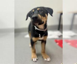 Rottweiler-Unknown Mix Dogs for adoption in San Francisco, CA, USA