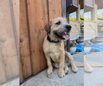 Small #2 Cairn Terrier Mix