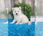 Puppy 1 Pomsky