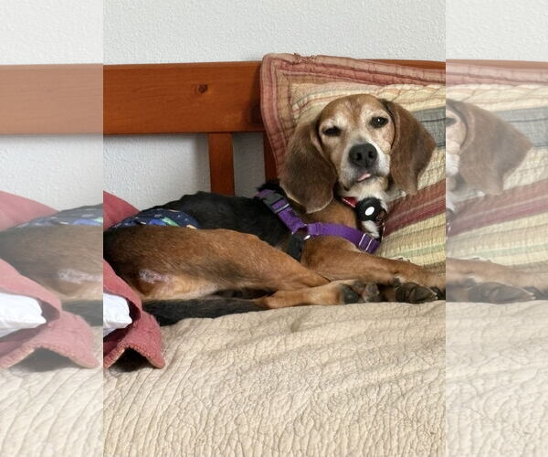 Medium Photo #8 Beagle Puppy For Sale in Tampa, FL, USA