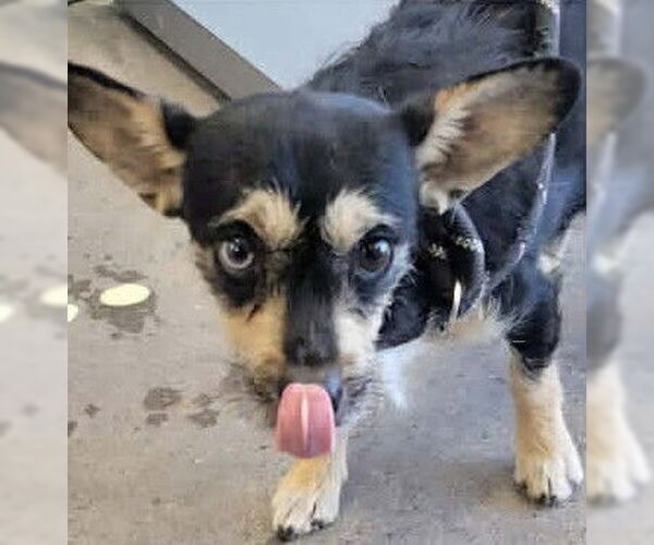 Medium Photo #1 Chihuahua-Unknown Mix Puppy For Sale in Vail, AZ, USA