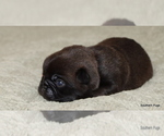 Small #2 Pug