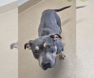 Mutt Dogs for adoption in Decatur, IL, USA