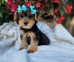 Small #3 Yorkshire Terrier