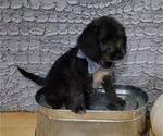 Small Photo #2 Poogle Puppy For Sale in BLAKESBURG, IA, USA