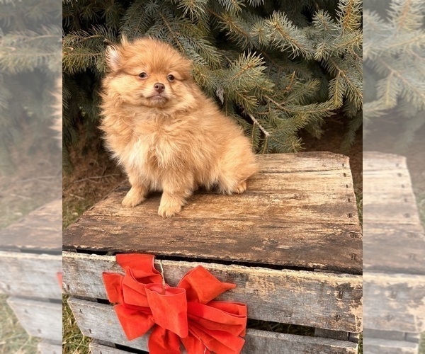 Medium Photo #3 Pomeranian Puppy For Sale in MIDDLEBURY, IN, USA