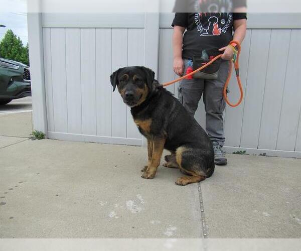 Medium Photo #1 Shepweiller Puppy For Sale in Louisville, KY, USA