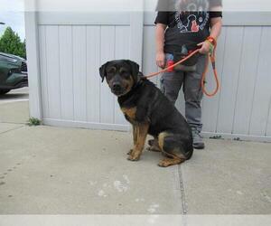 Shepweiller Dogs for adoption in Louisville, KY, USA