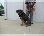 Small Shepweiller