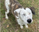 Small Photo #4 Colonial Cocker Spaniel-English Setter Mix Puppy For Sale in Houston, TX, USA