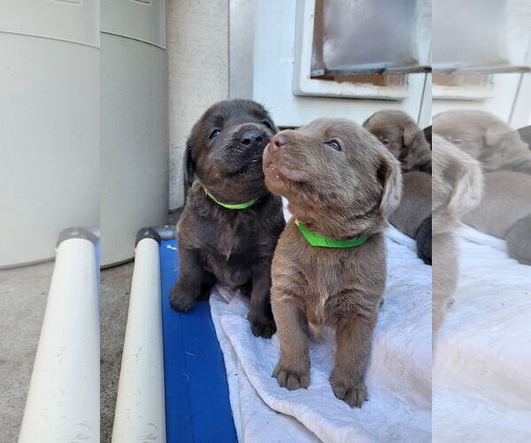 Medium Photo #2 Labrador Retriever Puppy For Sale in Sequim, WA, USA