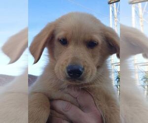 German Shepherd Dog-Golden Retriever Mix Puppy for sale in MODESTO, CA, USA