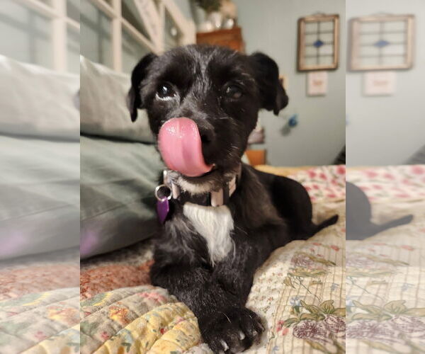 Medium Photo #2 Mutt Puppy For Sale in San Bernardino , CA, USA