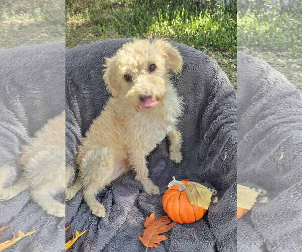 Medium Photo #3 Mutt Puppy For Sale in Missouri City, TX, USA