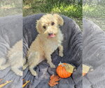 Small #2 Mutt