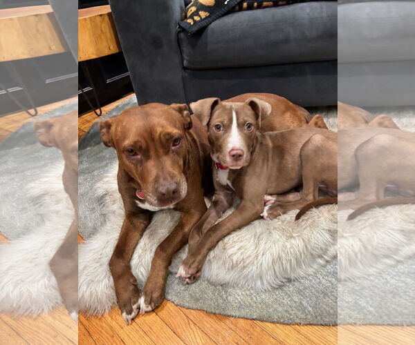 Medium Photo #6 Mutt Puppy For Sale in Philadelphia, PA, USA