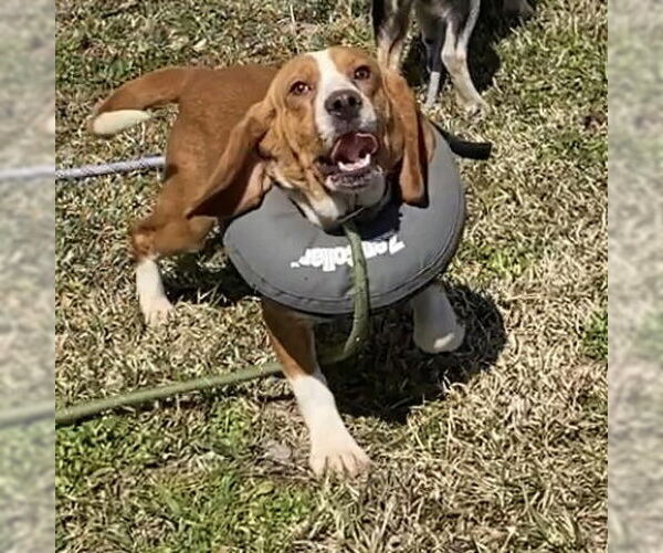 Medium Photo #5 Beagle Puppy For Sale in Virginia Beach, VA, USA