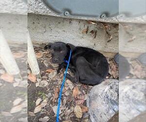 Mutt Dogs for adoption in Stockton, CA, USA