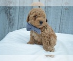 Small Photo #5 Poodle (Miniature) Puppy For Sale in HONEY BROOK, PA, USA