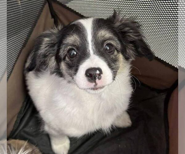 Medium Photo #2 Chihuahua-Unknown Mix Puppy For Sale in Corona, CA, USA