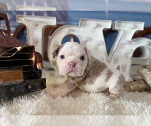 English Bulldog Puppy for sale in OOLOGAH, OK, USA