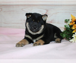 Small Photo #1 Shiba Inu Puppy For Sale in CANTON, SD, USA