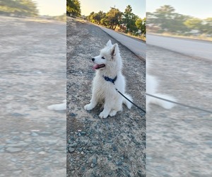 Samoyed Puppy for sale in ANTIOCH, CA, USA