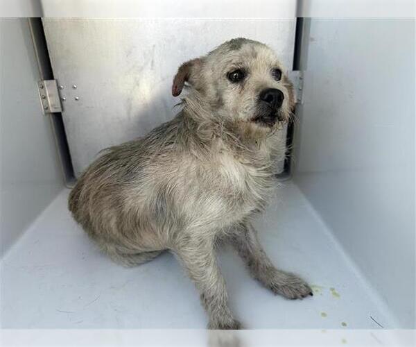 Medium Photo #1 Chihuahua-Unknown Mix Puppy For Sale in Houston, TX, USA