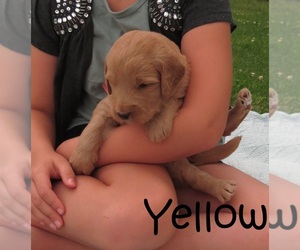 Goldendoodle Puppy for sale in PERRYSVILLE, OH, USA