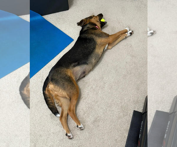 Medium Photo #6 Shepradors Puppy For Sale in McKinney, TX, USA