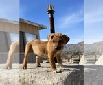 Small Photo #37 Rhodesian Ridgeback Puppy For Sale in MORONGO VALLEY, CA, USA
