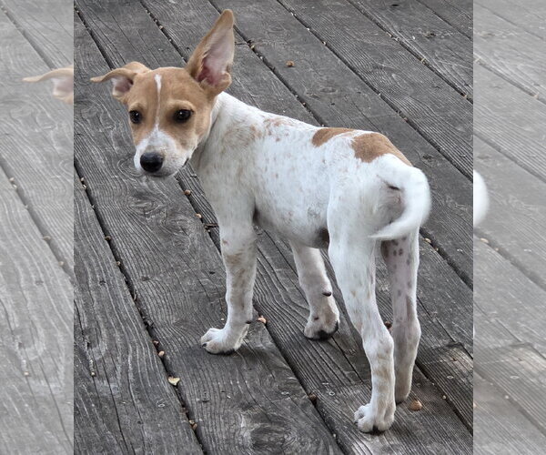 Medium Photo #2 Mutt Puppy For Sale in Brooklyn Center, MN, USA