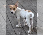 Small #1 Mutt