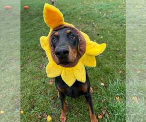 Doberman Pinscher Dogs for adoption in Buffalo, MN, USA