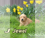 Small Photo #36 Golden Retriever Puppy For Sale in MIDDLEBURG, PA, USA