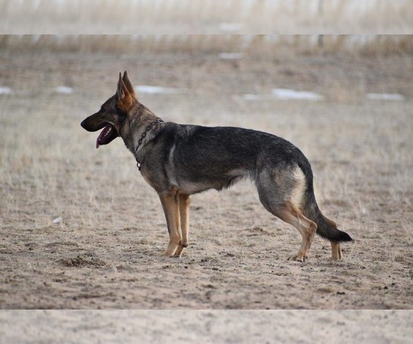 Medium Photo #1 German Shepherd Dog Puppy For Sale in COLORADO SPRINGS, CO, USA