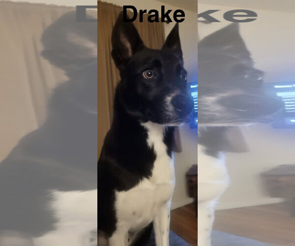 Medium Photo #2 Border Collie-Unknown Mix Puppy For Sale in Topeka, KS, USA