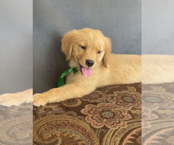 Medium Photo #1 Golden Retriever Puppy For Sale in TAMPA, FL, USA