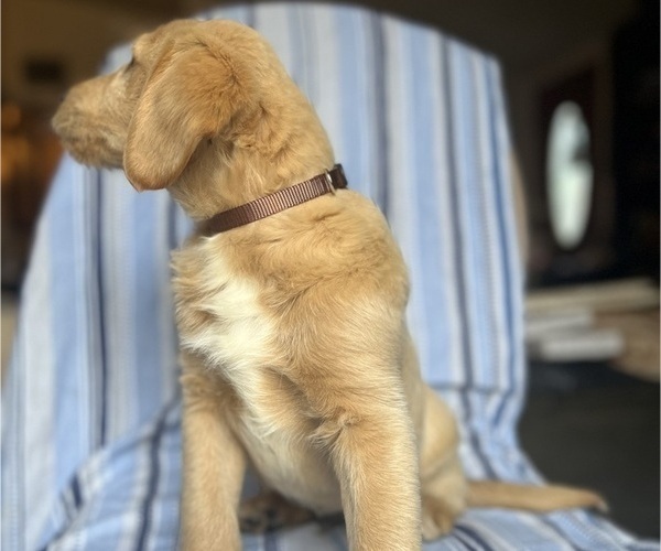 Medium Photo #11 Goldendoodle Puppy For Sale in SAN FERNANDO, CA, USA