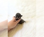 Small #2 Chihuahua