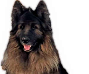Father of the King Shepherd puppies born on 01/15/2026