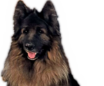 Small Photo #1 King Shepherd Puppy For Sale in GRAND CANYON CAVERNS, AZ, USA